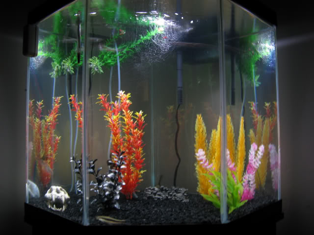 Name:  IMG_0156.jpg
Views: 27
Size:  55.2 KB