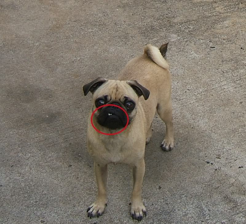Name:  puck.jpg
Views: 19
Size:  134.1 KB