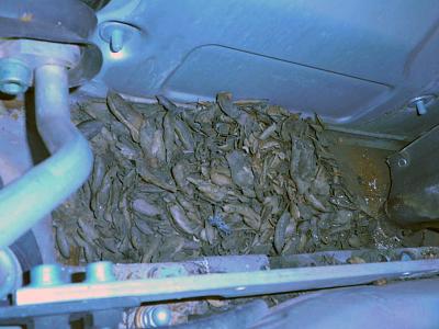 My A6 Avant rear RHS floor is under 2" of water - please help...-batterydrain.jpg