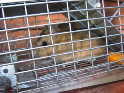 '96 A6 Interfered With!-img_6518.jpg