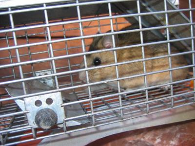 '96 A6 Interfered With!-img_6519.jpg