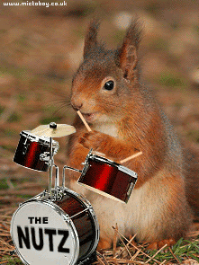 Name:  Squirrel-Drummer.gif
Views: 521
Size:  94.3 KB