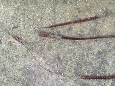 Convertible Rear Power Window Belt?-img_1467.jpg