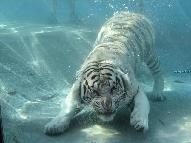 Name:  500106386_1c12ceeea8_o.jpg
Views: 85
Size:  46.9 KB