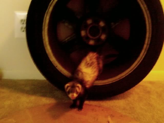 Name:  1017071536.jpg
Views: 27
Size:  23.7 KB