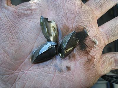 Trashed Trans 97 2.8 5sp-04.jpg