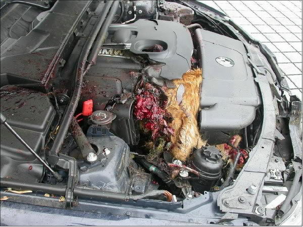 Name:  014701c94ab972c973e0f4dd4c47.jpg
Views: 29
Size:  89.0 KB