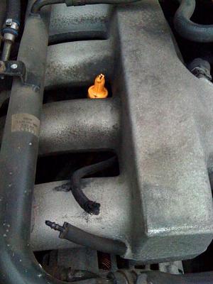 Can anyone identify this severed little tube?-photo.jpg