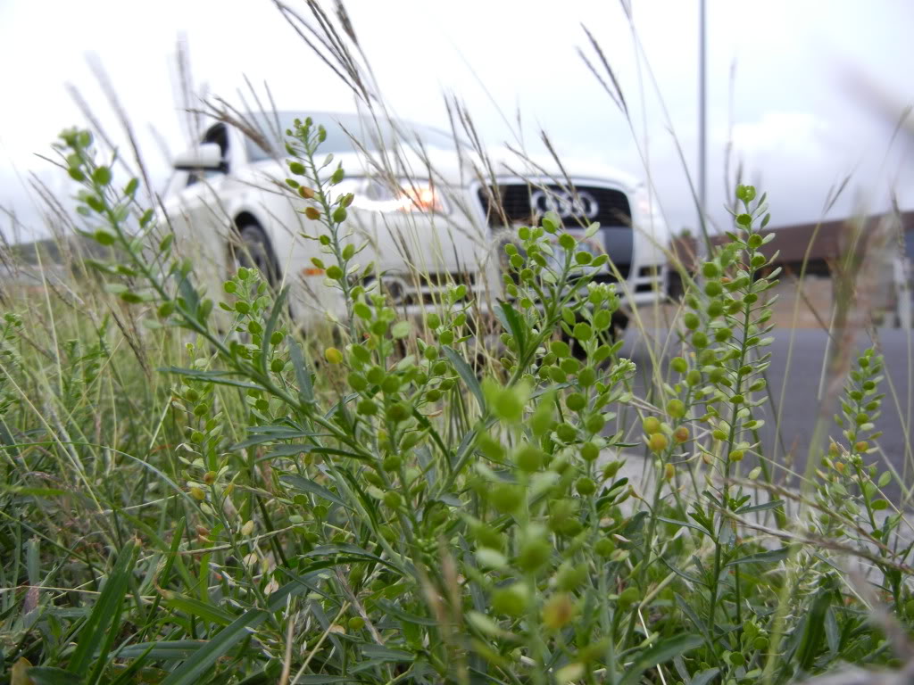 Name:  DSCN0503.jpg
Views: 247
Size:  156.8 KB