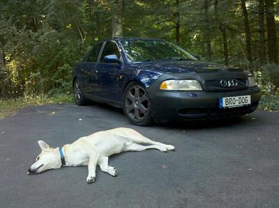 A4 1.8t from CT!!!-brodog.jpg