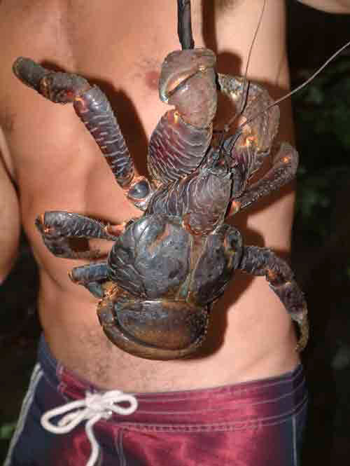 Name:  coconut-crab-2.jpg
Views: 26
Size:  28.5 KB