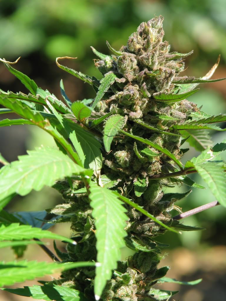 Name:  IMG_0349.jpg
Views: 22
Size:  163.3 KB