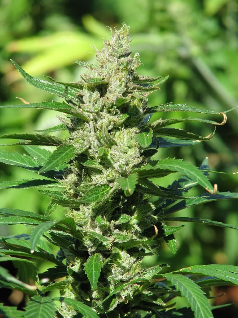 Name:  IMG_0355.jpg
Views: 23
Size:  187.3 KB