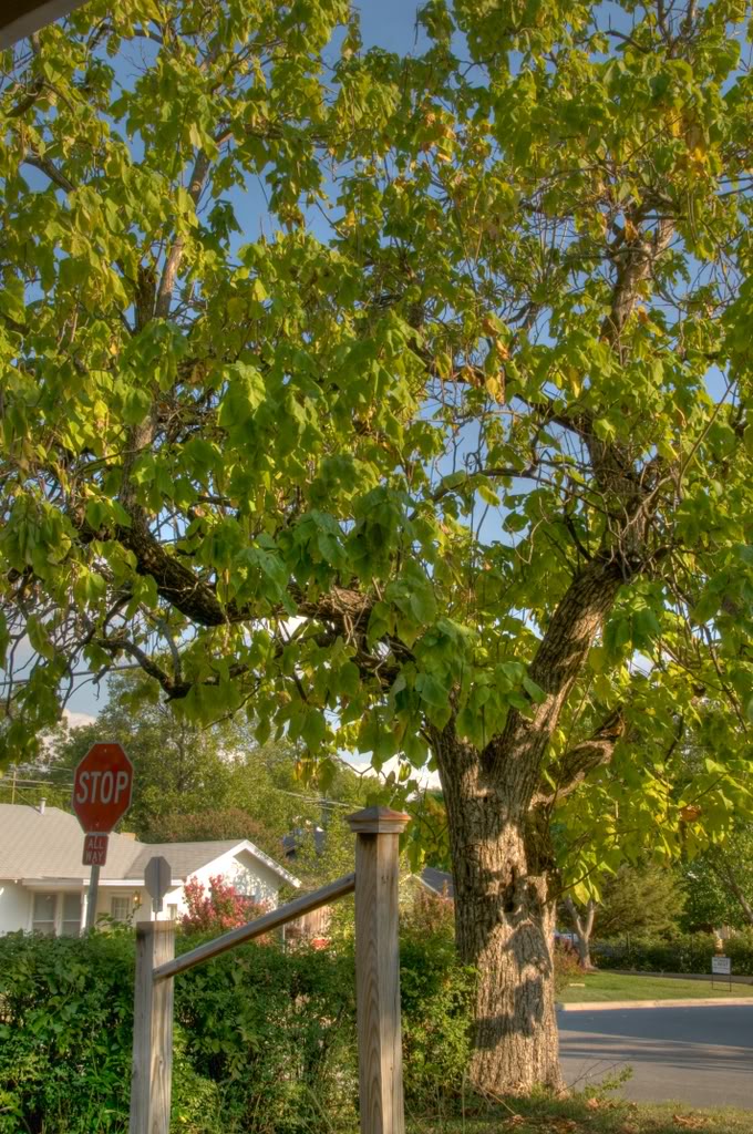 Name:  Tree-3_2_0.jpg
Views: 29
Size:  226.9 KB