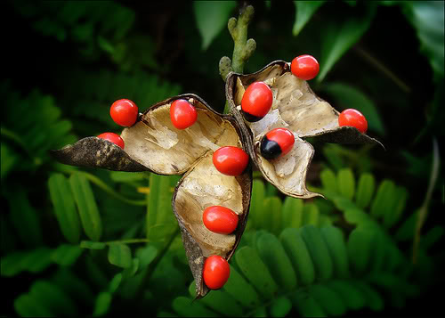 Name:  371341987_fd4ffe4085.jpg
Views: 93
Size:  37.0 KB