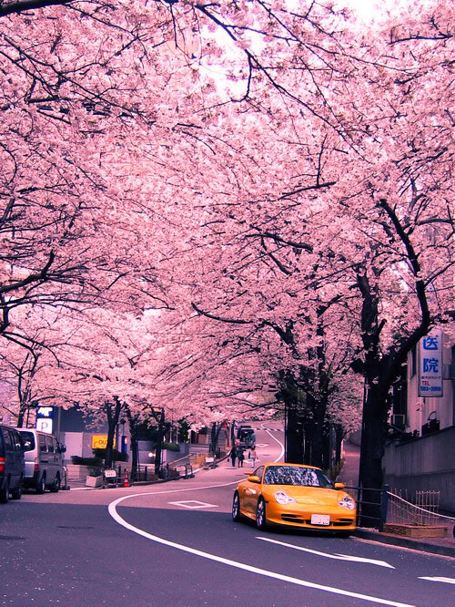 Name:  316522-SYpinkflowers2.jpg
Views: 89
Size:  162.8 KB