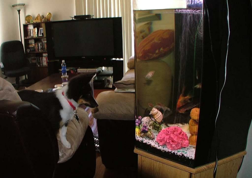 Name:  whiskieandfish.jpg
Views: 22
Size:  82.8 KB