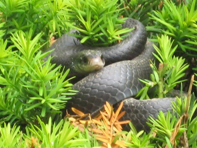 Name:  WNLsnakewineroom011Small.jpg
Views: 53
Size:  58.5 KB