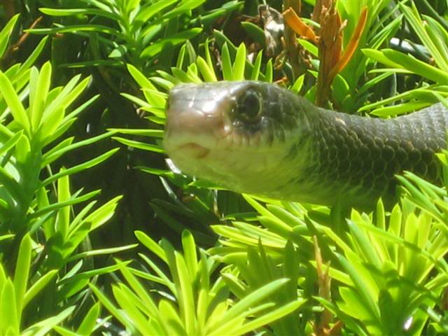 Name:  WNLsnakewineroom016Small.jpg
Views: 57
Size:  57.8 KB