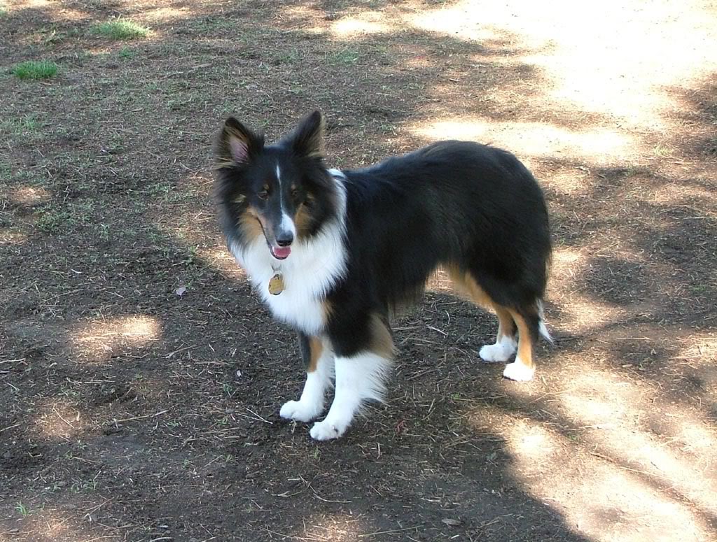 Name:  whiskiepose.jpg
Views: 35
Size:  237.3 KB