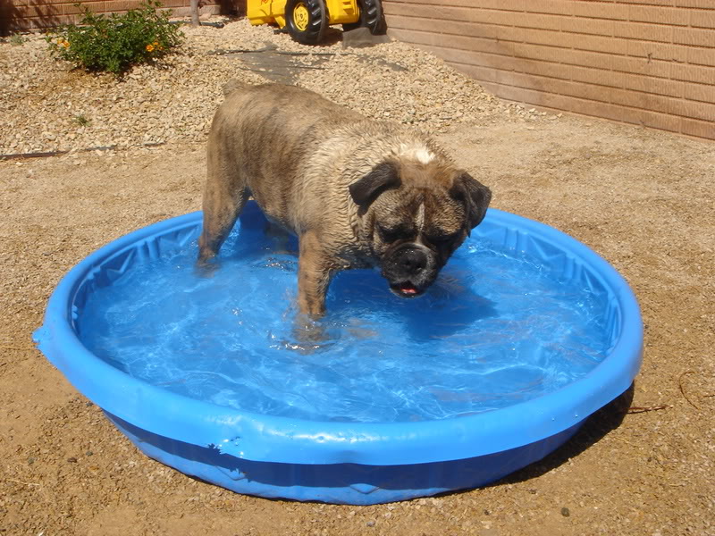 Name:  Bolointhepool007.jpg
Views: 42
Size:  145.3 KB