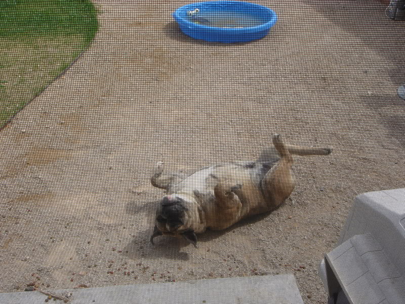 Name:  Bolointhepool022.jpg
Views: 30
Size:  182.4 KB