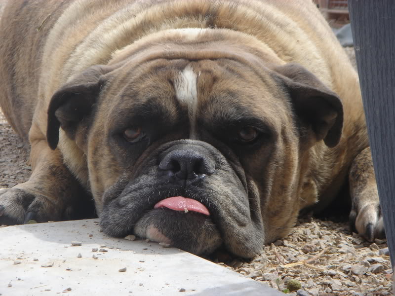 Name:  Bolointhepool018.jpg
Views: 31
Size:  94.7 KB