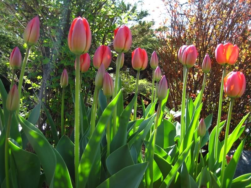 Name:  tulips0771.jpg
Views: 26
Size:  148.7 KB