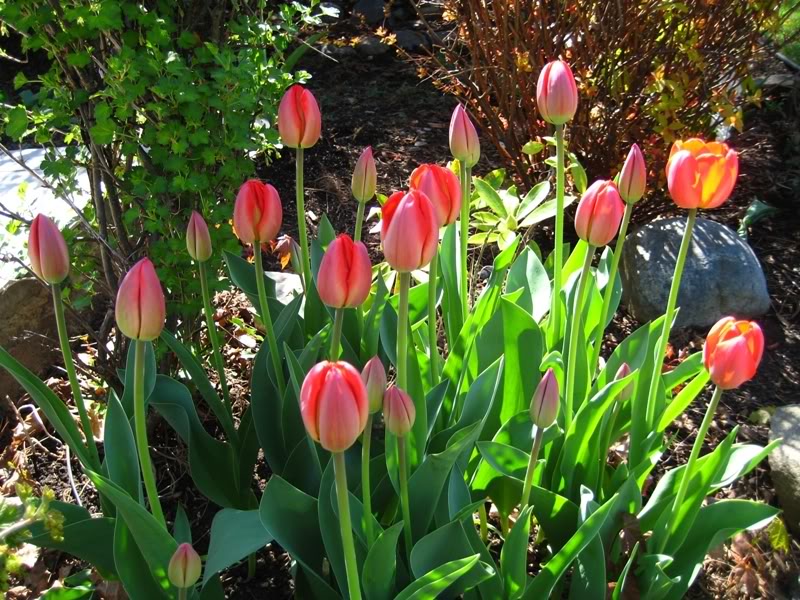 Name:  tulips0741.jpg
Views: 22
Size:  153.0 KB