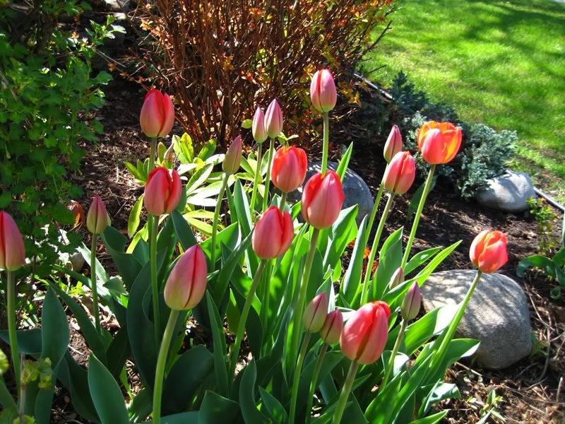 Name:  tulips0761.jpg
Views: 22
Size:  157.5 KB