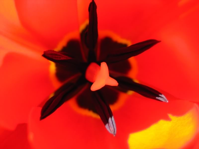 Name:  tulips0061.jpg
Views: 22
Size:  28.4 KB