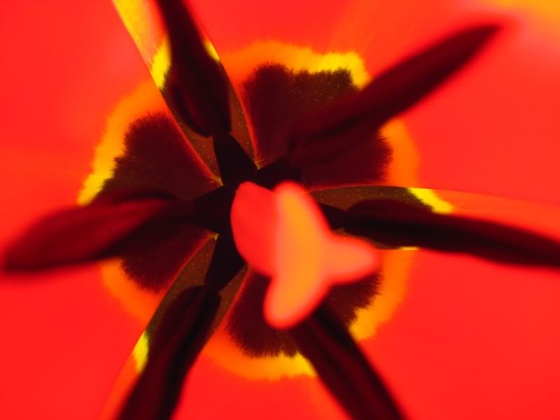 Name:  tulips0071.jpg
Views: 23
Size:  31.7 KB