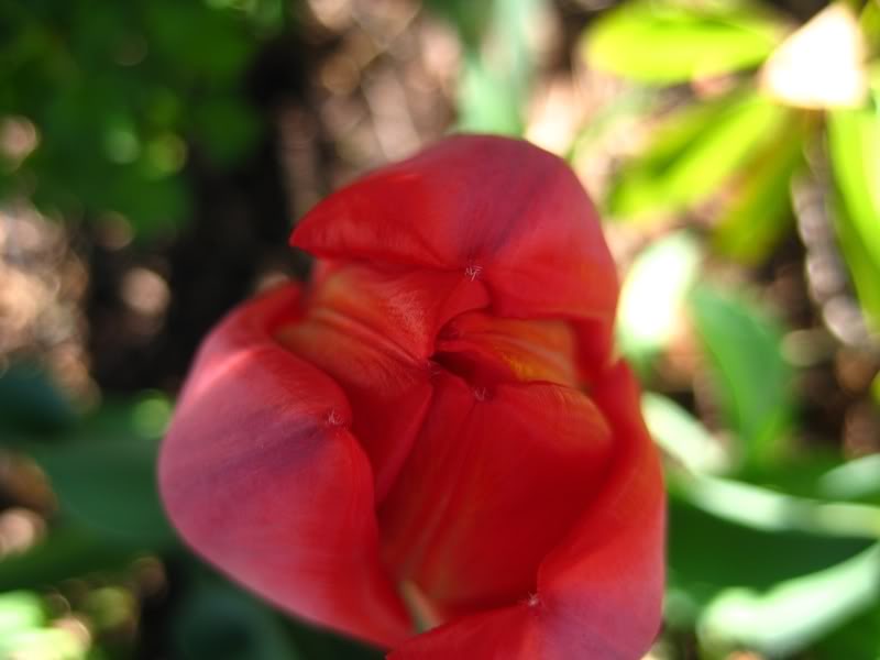 Name:  tulips0041.jpg
Views: 21
Size:  37.9 KB