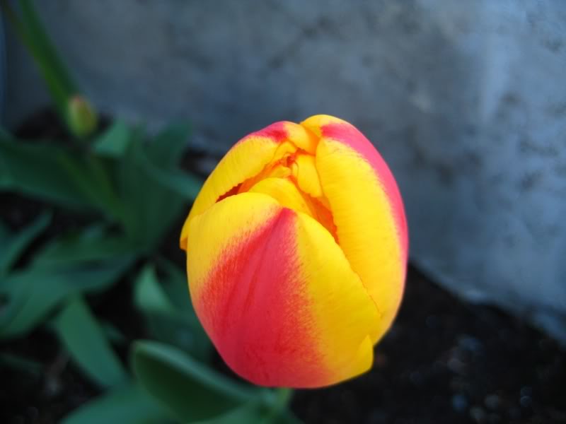 Name:  tulips0731.jpg
Views: 21
Size:  32.4 KB
