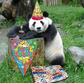 Name:  21367-Panda-Celebrates-1st-Birthday.jpg
Views: 21
Size:  22.9 KB
