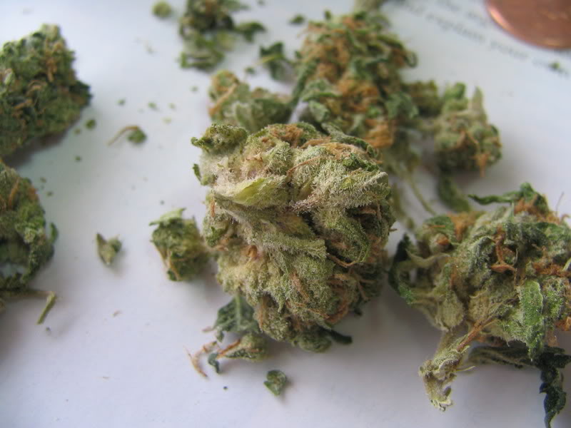 Name:  DieselxKush.jpg
Views: 29
Size:  65.2 KB