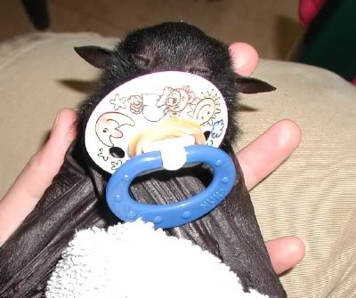 Name:  dumbat.jpg
Views: 18
Size:  33.4 KB