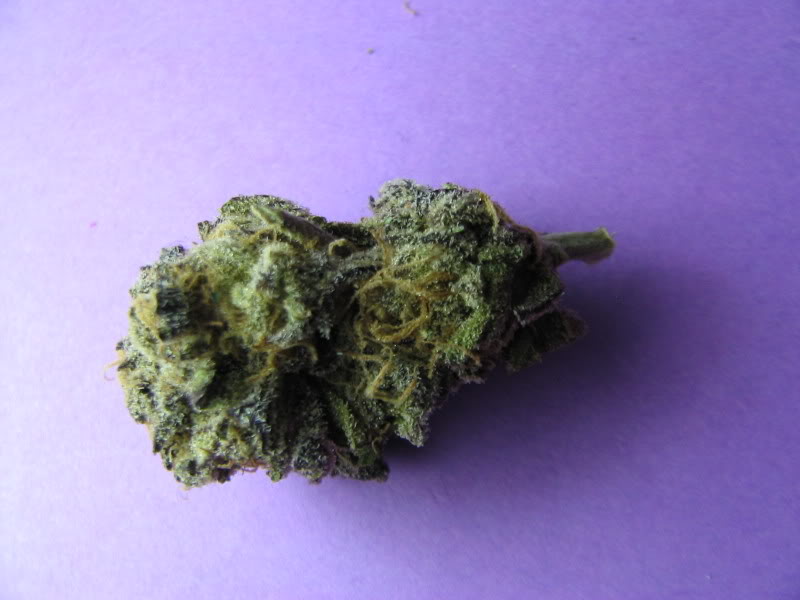 Name:  PurpleIndica_10.jpg
Views: 20
Size:  52.9 KB