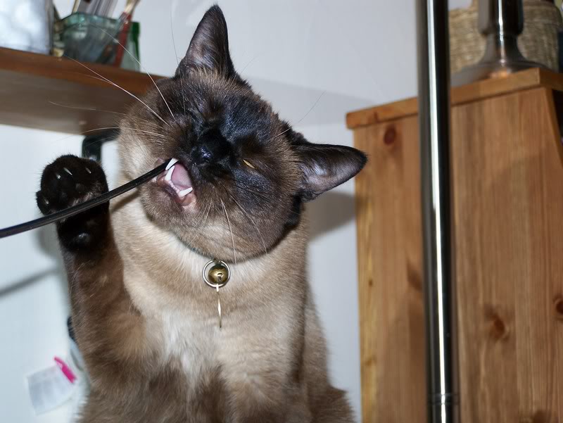 Name:  100_0580.jpg
Views: 29
Size:  75.4 KB