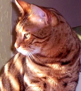 Name:  maxcatty.jpg
Views: 55
Size:  22.3 KB