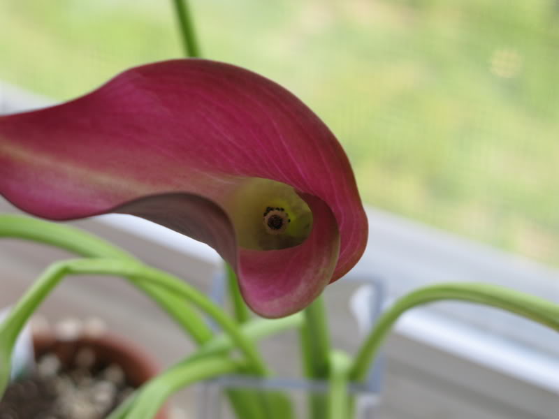 Name:  IMG_0076.jpg
Views: 78
Size:  35.5 KB