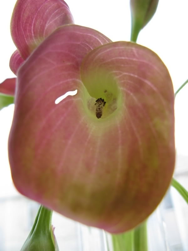 Name:  IMG_0077.jpg
Views: 70
Size:  39.3 KB