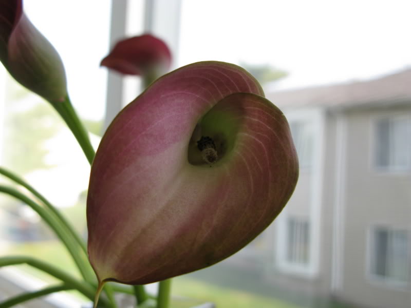 Name:  IMG_0078.jpg
Views: 49
Size:  38.2 KB