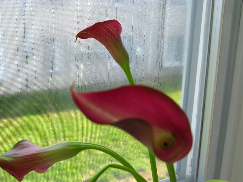 Name:  IMG_0079.jpg
Views: 59
Size:  94.9 KB