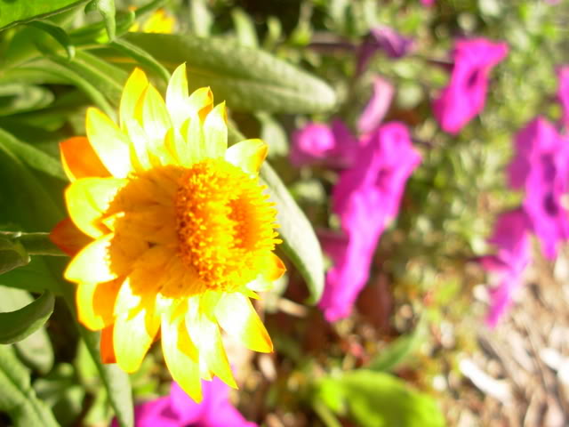 Name:  DSCN1569.jpg
Views: 44
Size:  50.2 KB