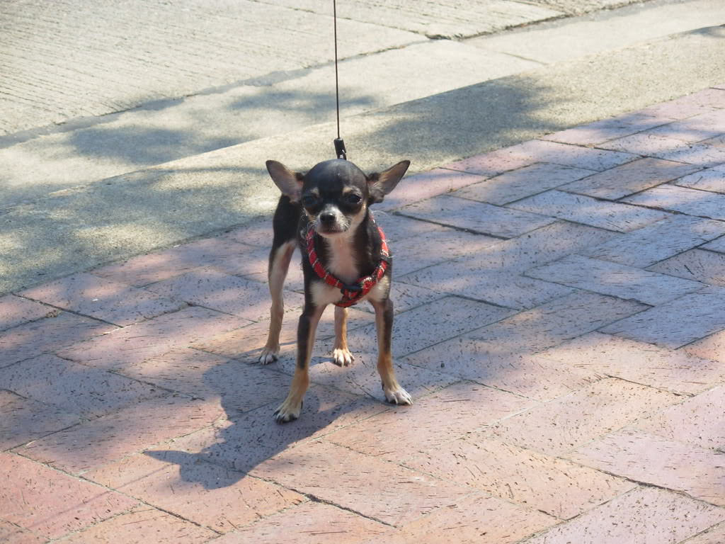 Name:  DSCN1270.jpg
Views: 67
Size:  160.3 KB