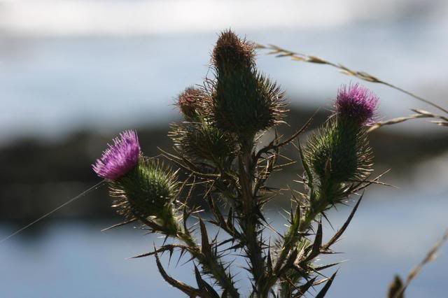 Name:  87a.jpg
Views: 25
Size:  35.5 KB