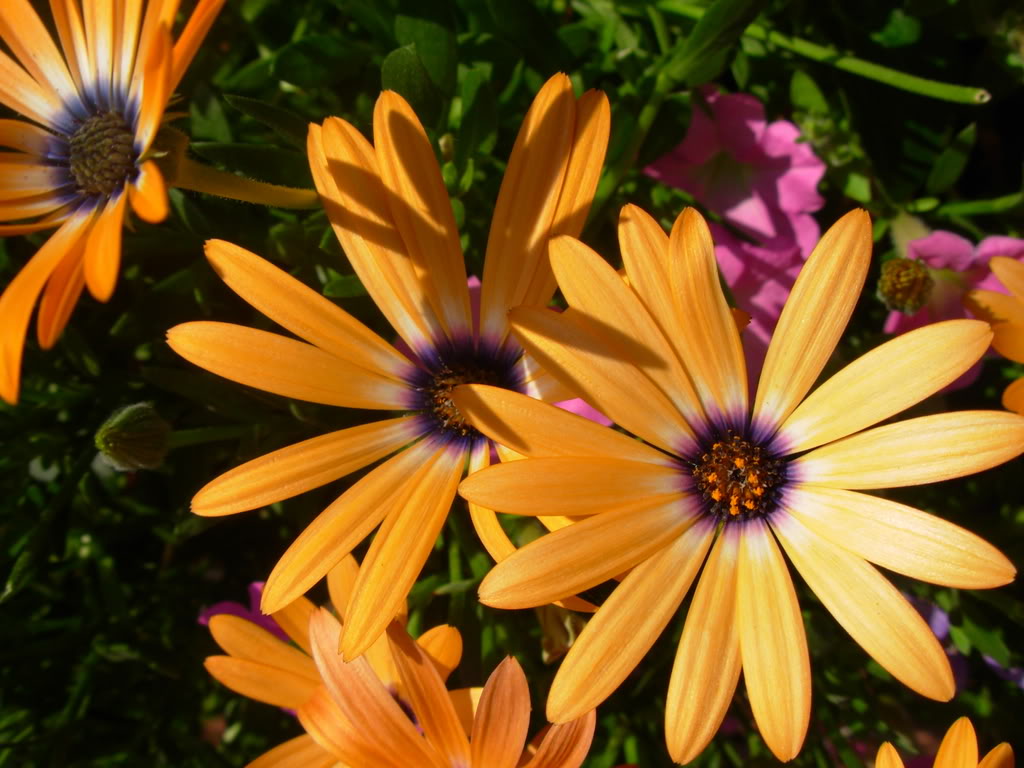 Name:  DSCN1265.jpg
Views: 23
Size:  117.0 KB