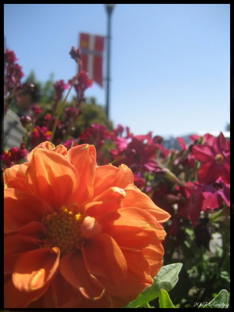 Name:  IMG_2806copy.jpg
Views: 28
Size:  45.6 KB