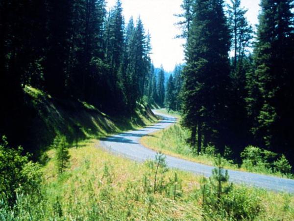 Name:  trees_zps2360a833.jpg
Views: 104
Size:  51.1 KB